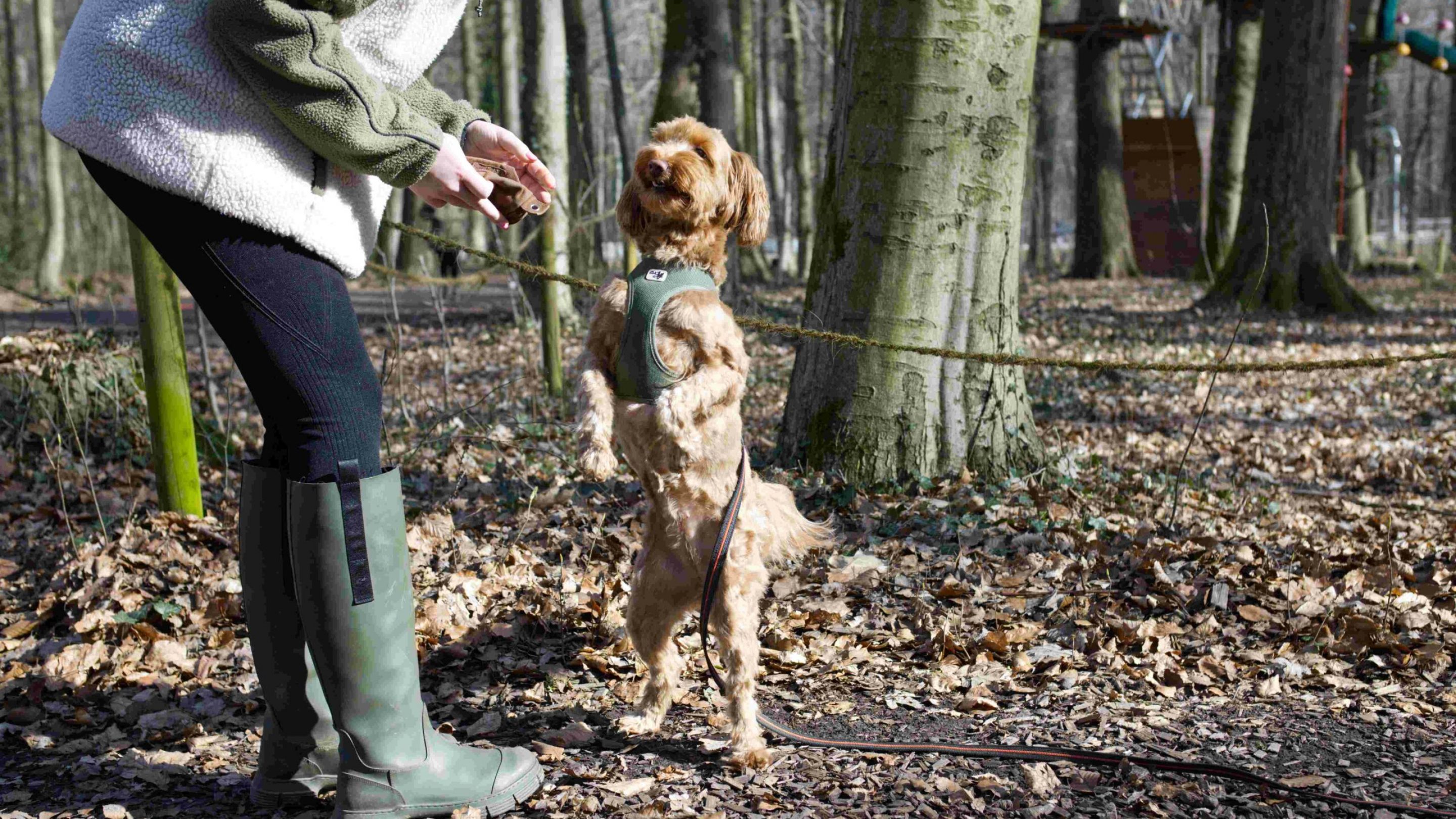 danielamueller-hundetrainerin-preise-hero
